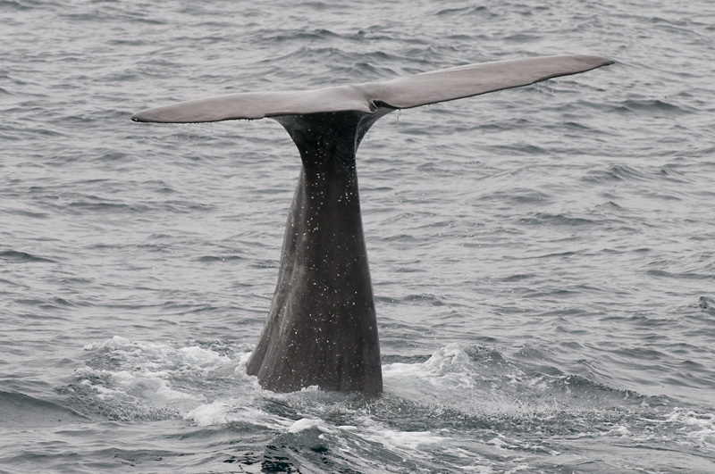 72 Valas Pyrsto 14.jpg - Suhteellisen suoraan kohti pohjaa - 600 metria pintaa alempana